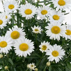 LUCILLE™ CHIC SHASTA DAISY